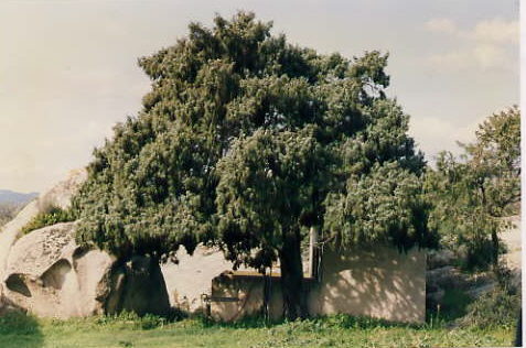  Image name: ginepro2.jpg 
 width: 477 pixel 
 height: 316 pixel 
 Size: 43133 bytes 
 Click to enlarge 